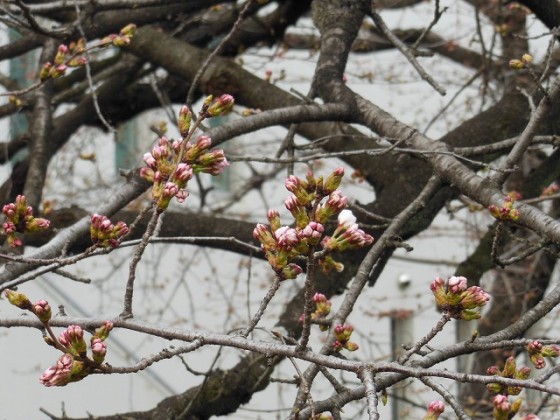 桜たくさん