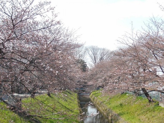 桜墓 001