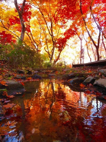 ⑤ふるさと部門　紅葉の緑の王国　岡田和輝