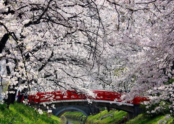 ①花のまち部門　桜に埋もれるやすくに橋　斎藤秀子