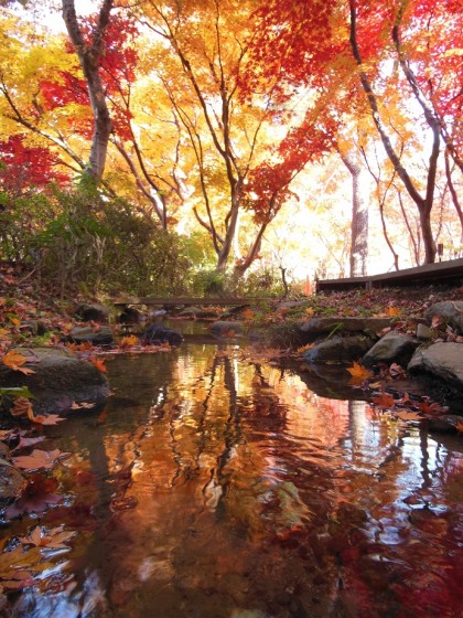 ⑤ふるさと部門　紅葉の緑の王国　岡田和輝