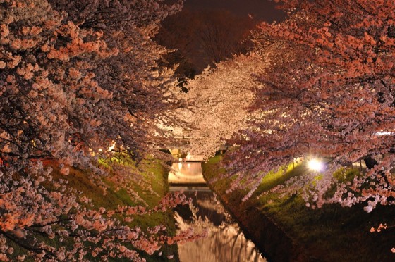 1.花のまち「唐沢川に薫る華」 大場智行