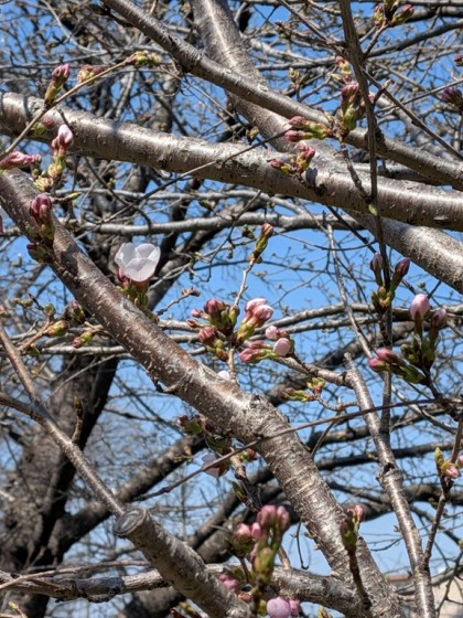 PXL_20260321_021113940_20260321111616