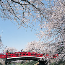 桜まつり