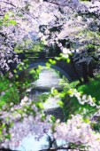 13写コン18 春うらら