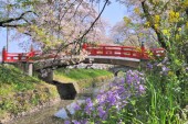 13写コン11 春の息吹