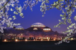 13写コン02 春爛漫!夜桜パティオ