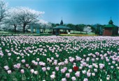 13写コン14 チューリップ咲くグリーンパーク