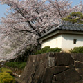 城跡公園桜 城跡公園桜