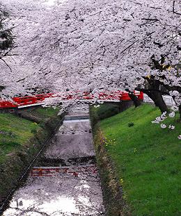 桜まつり風景